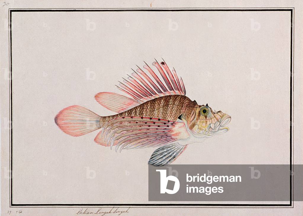 Eekan Linqah Singah, from 'Drawings of Fishes from Malacca', c.1805-18 (w/c on paper)