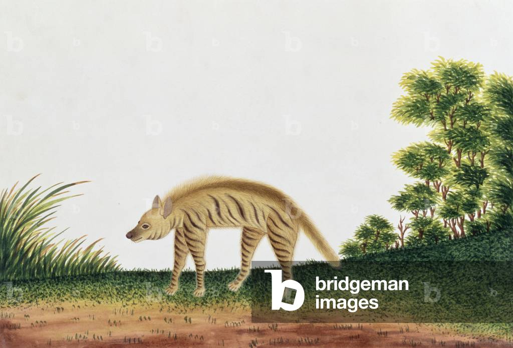 Iena, da 'Disegni di Animali, Insetti e Rettili di Malaca', c.1805-18 (p/c e guazzo su carta)