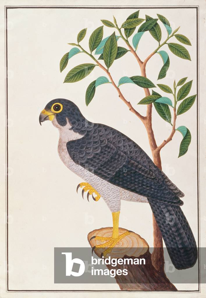 Peregrine Falcon, from 'Drawings of Birds from Malacca', c.1805-18 (w/c on paper)