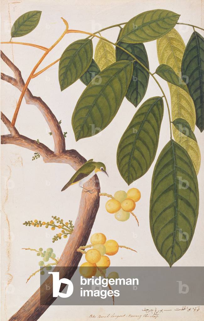 Immagine di Disegno "Orientale White-eye", c.1805-18 di Chinese School