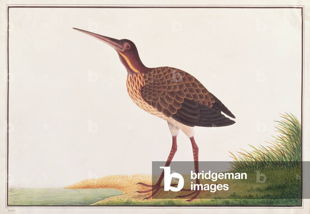 Black Bittern, from 'Drawings of Birds from Malacca', c.1805-18 (w/c on paper)