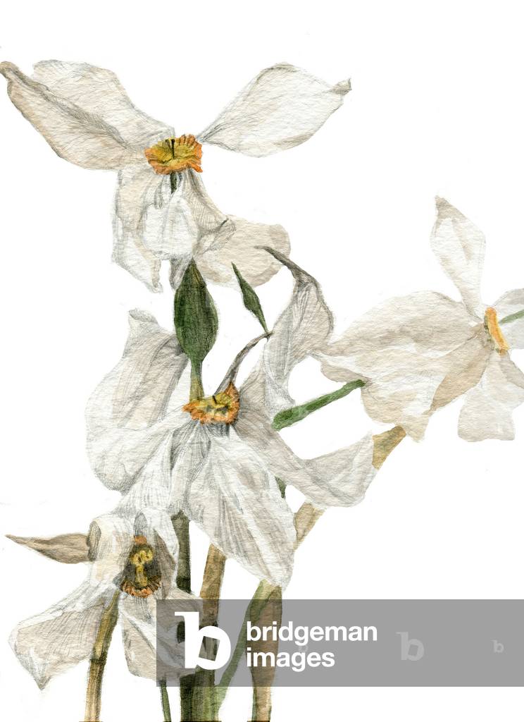 Daffodils, 2018, (watercolour and pencil on paper)