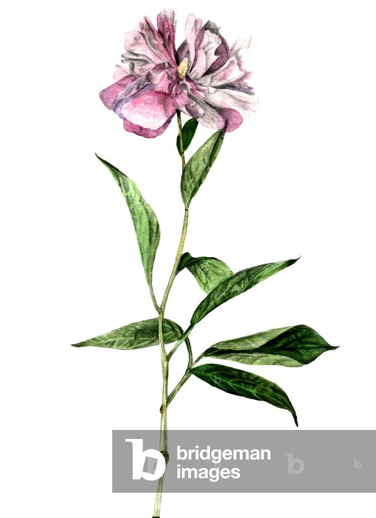 Peony, 2018, (watercolour and pencil on paper)