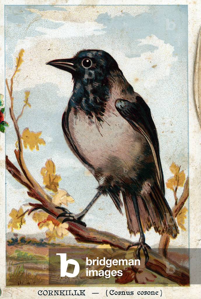 Crow on a branch. Chromolithography (Chromo engraving). Private collection.