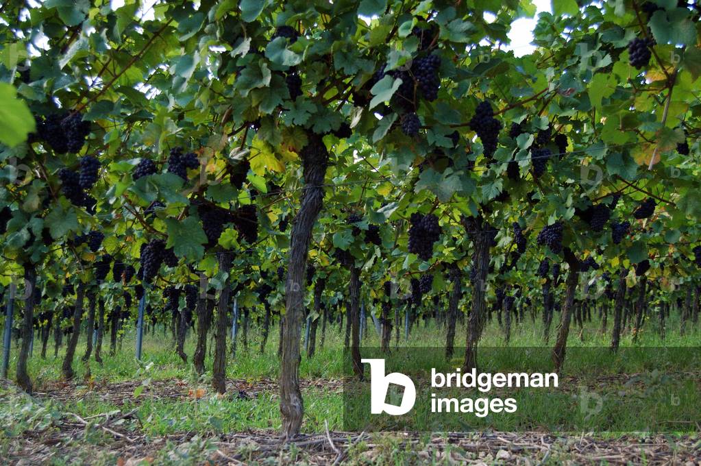 Vines: Red grapes in the vineyard of Alsace (near Rosenwiller, 67).