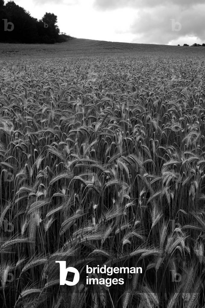 Wal groove in a field.