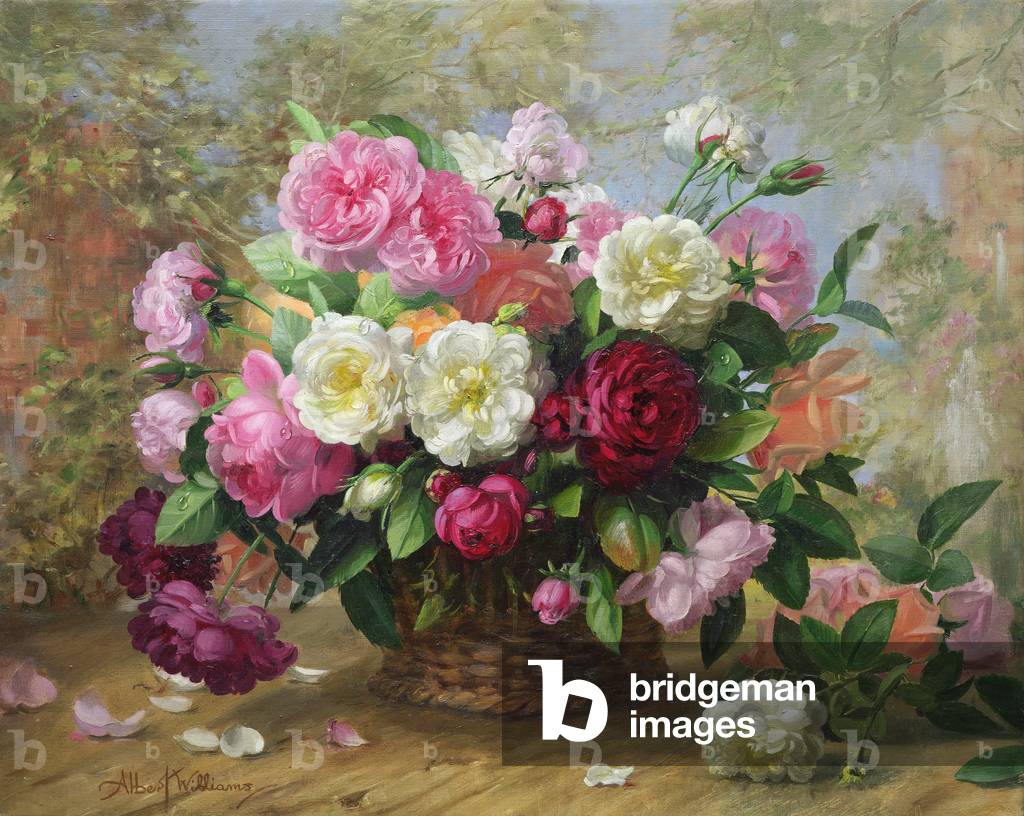 A/291 La bellezza del cielo in una rosa d'estate