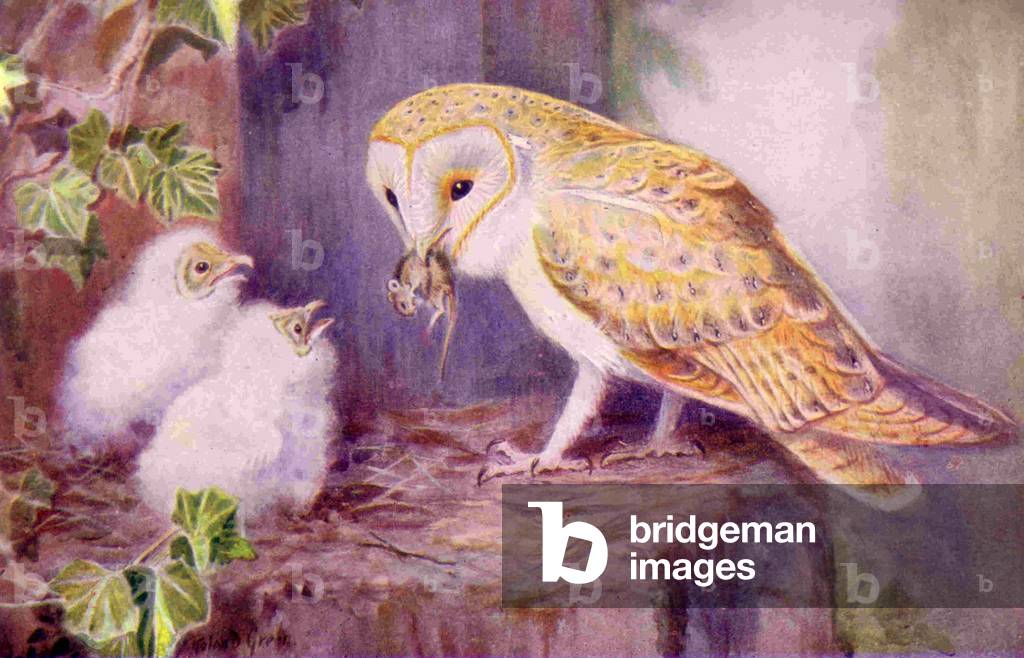 UK Barn Owls Magazine Plate, 1950s (print)