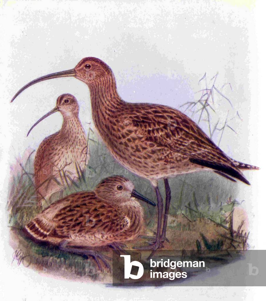 1950s UK Curlews Book Plate, 1950s (print)