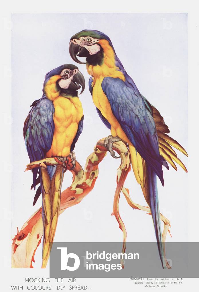 Parrots Magazine Plate, UK, 1930s