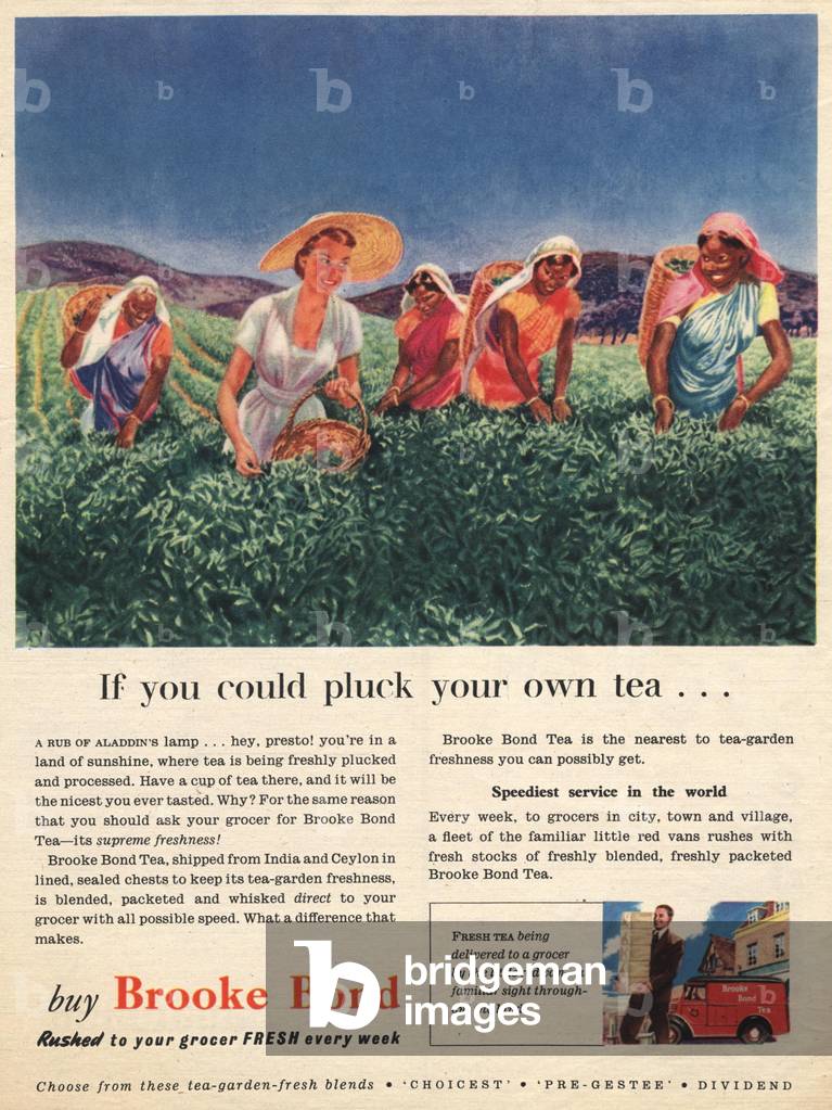 If you could pluck your own tea...buy Brooke Bond, magazine advertisement, 1953 (print)