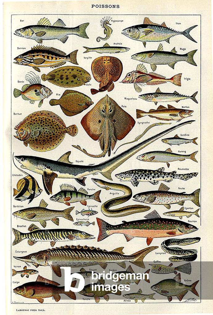 Fish Magazine Plate, France, 1900s