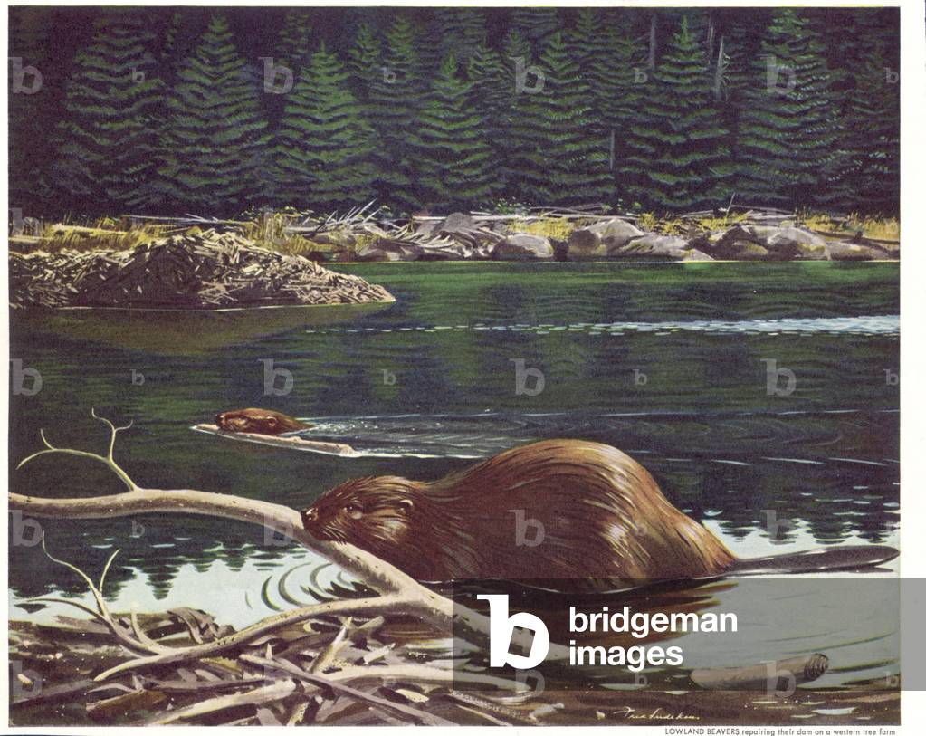 Beavers Magazine, advert (detail), USA, 1950s