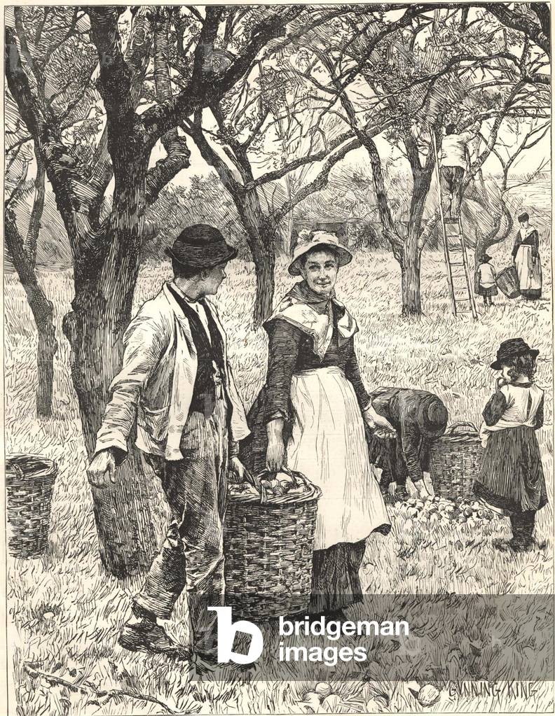 seasons harvest fruit picking autumn apples orchards, UK, 1900s (print)