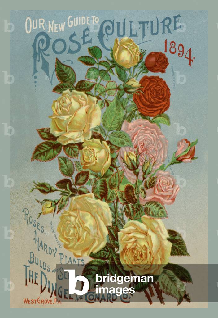 Our New Guide to Rose Culture, 1894, Seeds - catalog Advertising