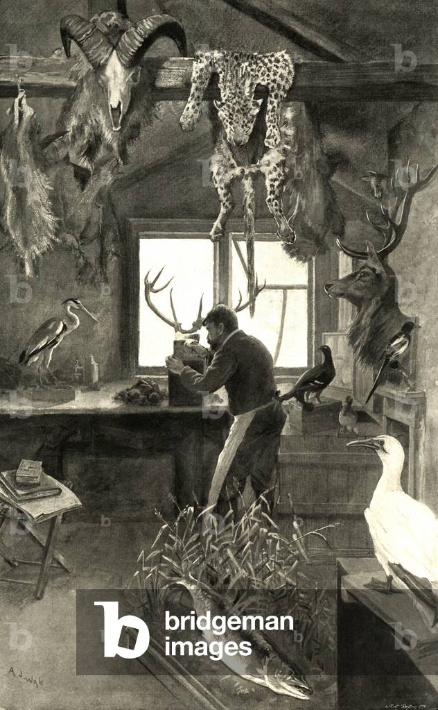 The Taxidermist NLI, Magazine Plate, UK, 1890s