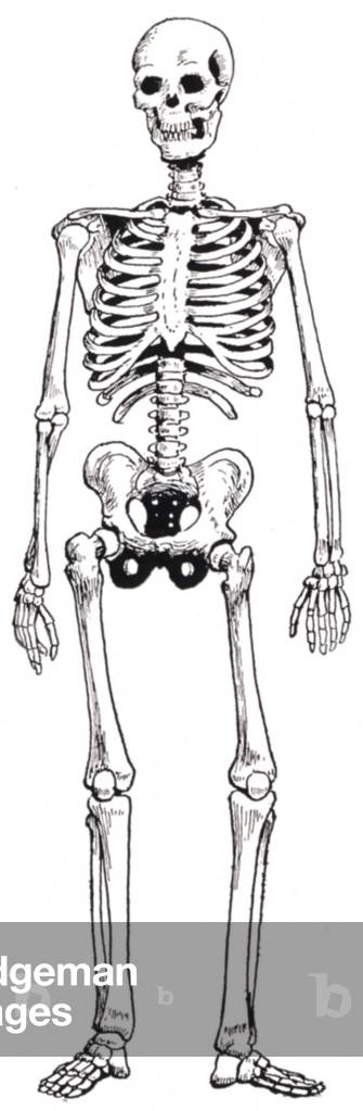 skeletons bones biology human illustrations