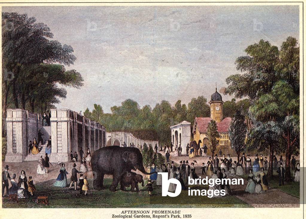 London Zoo Magazine Plate, UK, 1840s & Pre