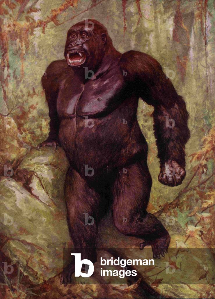 Gorillas Book Plate, USA, 1940s