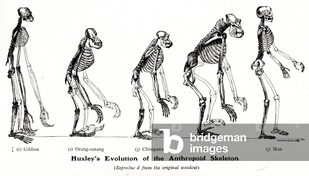 anthropology skeletons huxleys anthropoid evolution, UK, 1920s (print)