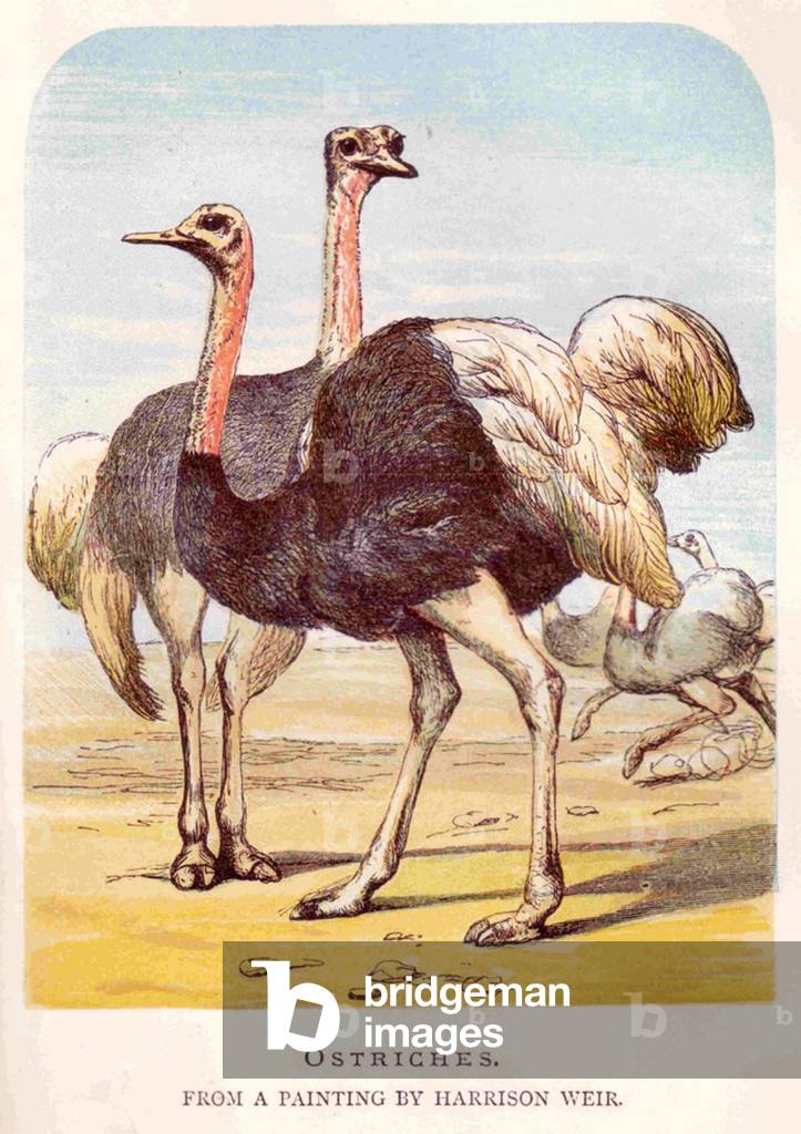 Ostriches Book Plate, UK, 1890s