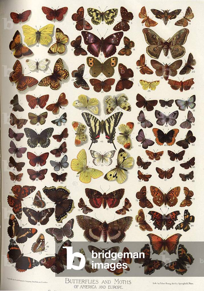 Butterflies and Moths Book Plate, UK, 1910s