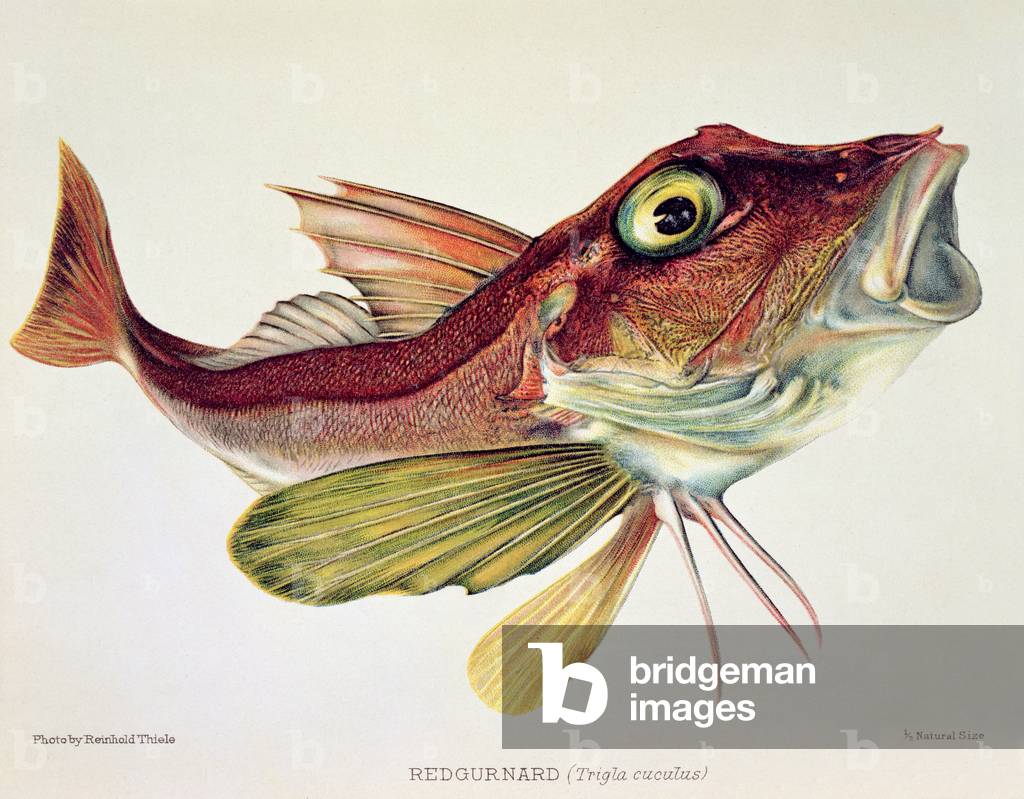Red Gurnard, from 