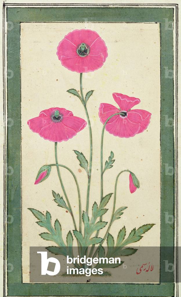 Poppies: Papaver, from the Small Clive Album