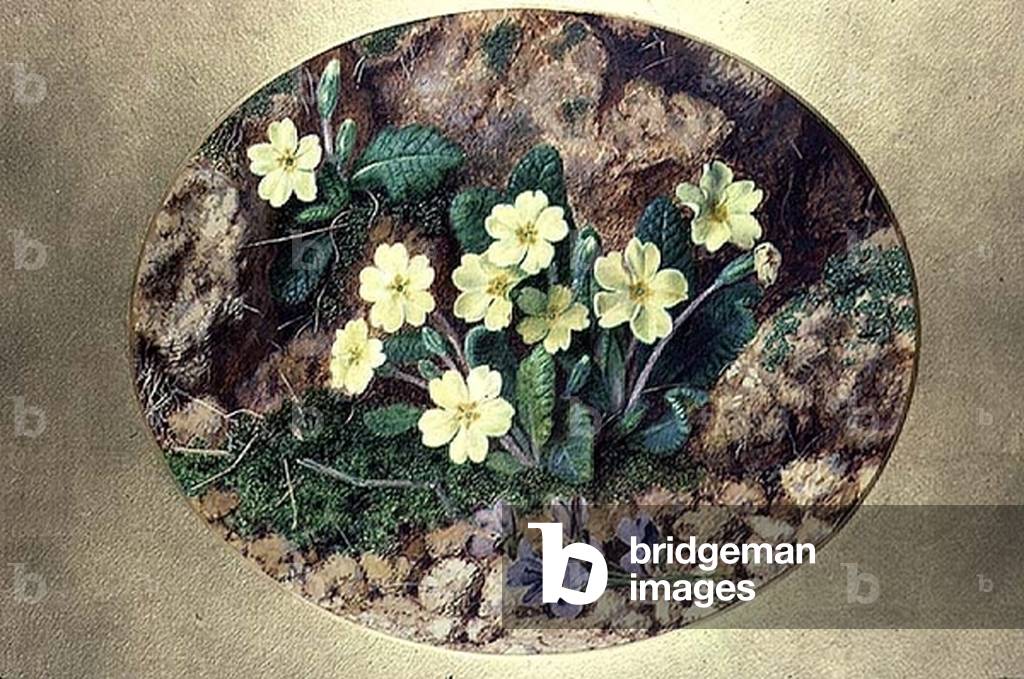 Primroses and Violets