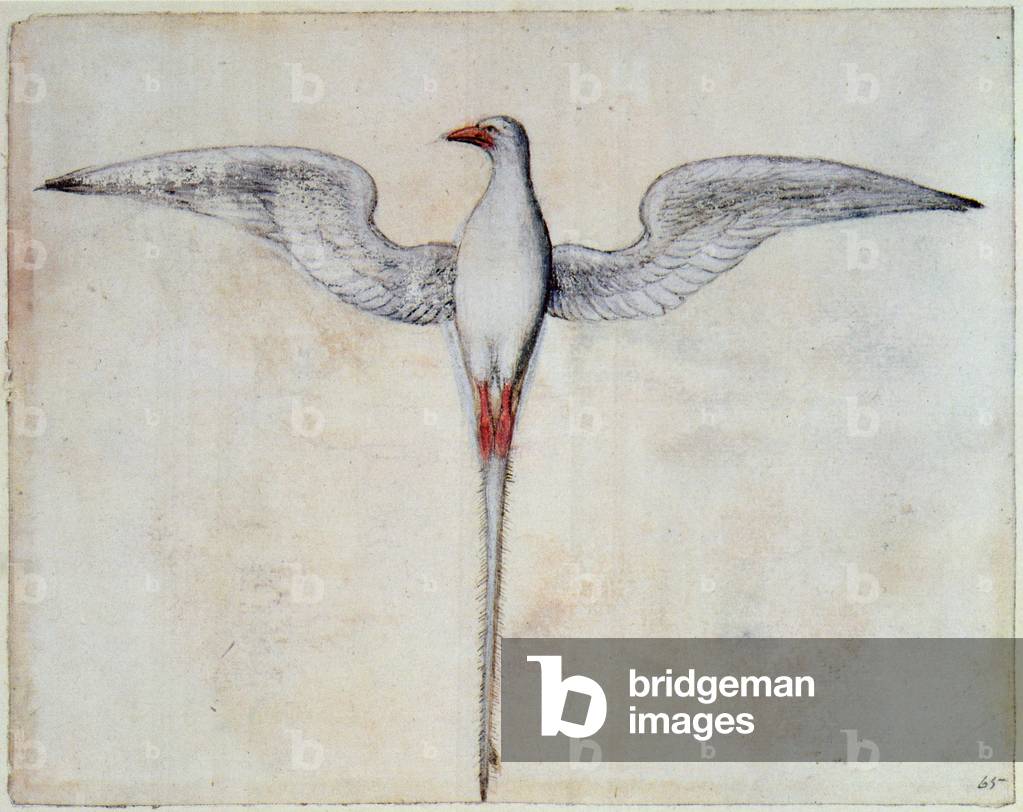 Uccello tropicale (litografia)