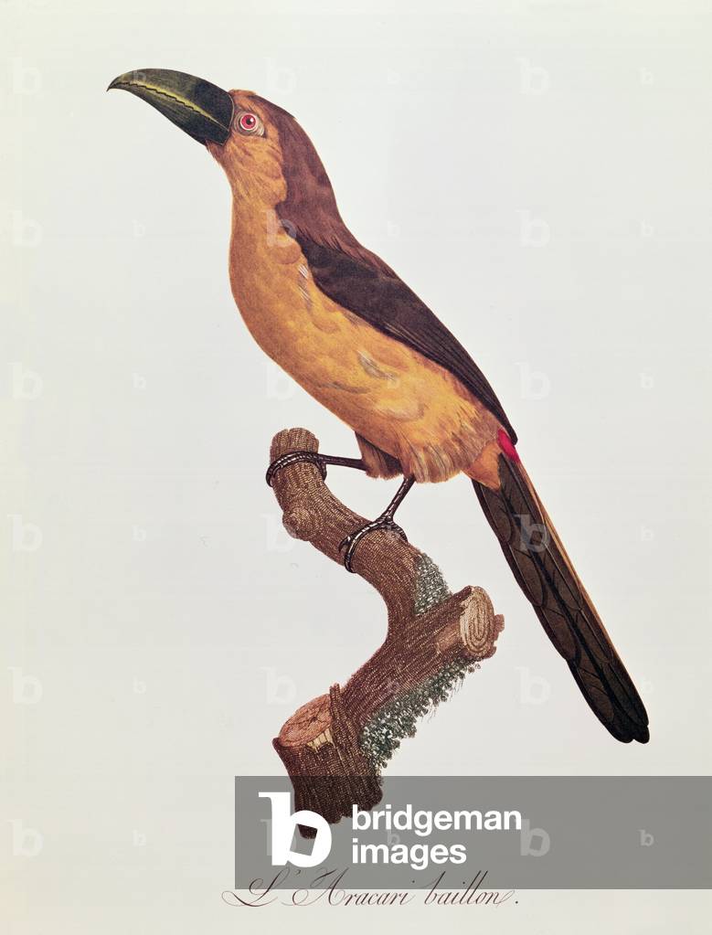 Baillon's Aracari, engraved by Jacques Louis Peree (b.1769) (colour engraving)