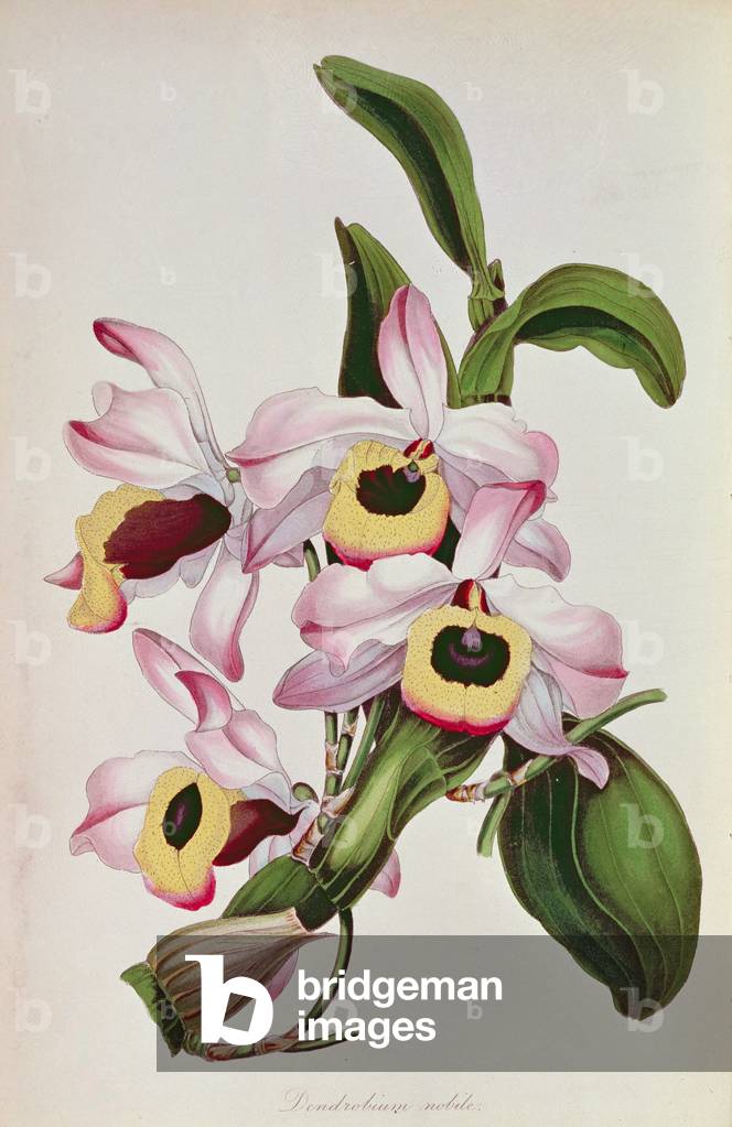 Orchidee: Dendrobium nobile (asiatisch), aus Sir Joseph Paxton's Magazine of Botany, Nr.7, um 1850