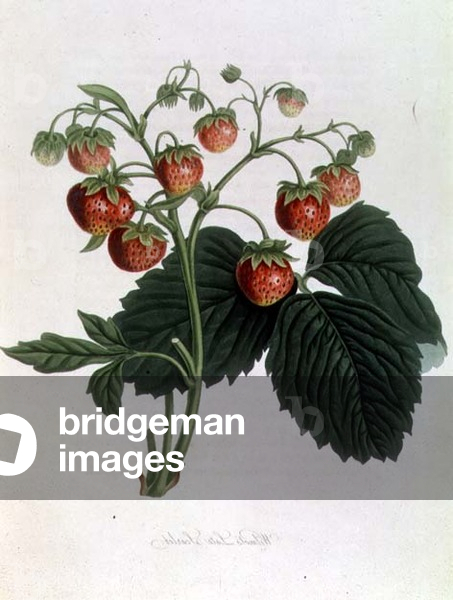 A Strawberry; Wilmot's Late Scarlet, Plate XLVIII from Pomena Londinensis by William Hooker (1779-1832)