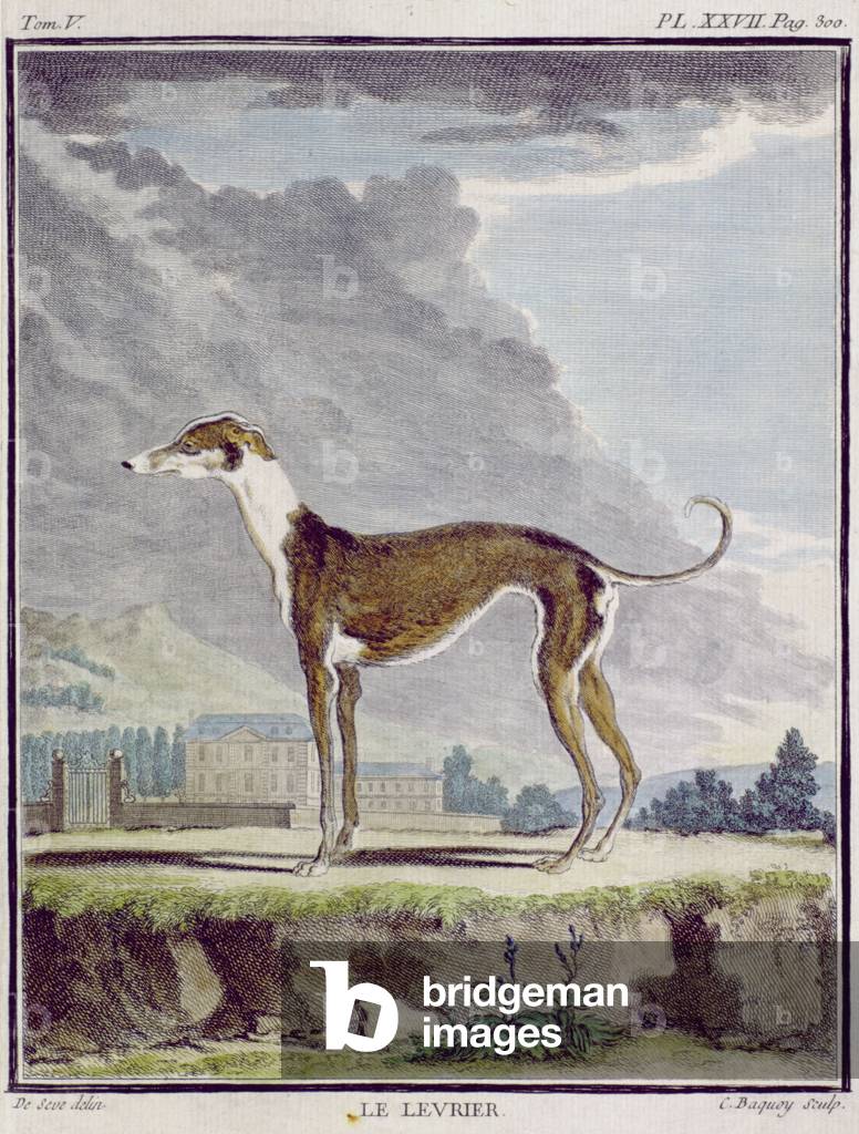 The Greyhound