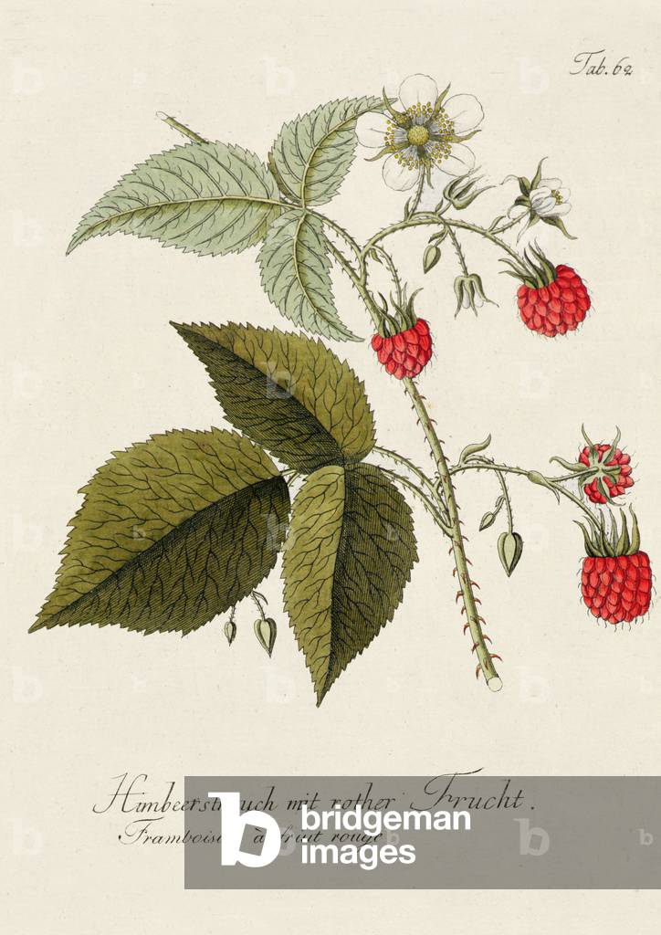 Raspberry: Tab. 62, from 