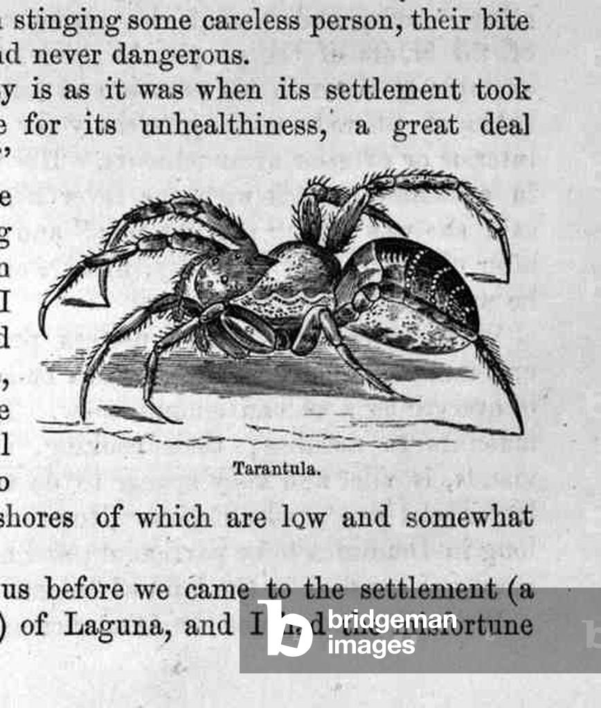 Tarantula, from 'Santo Domingo Past and Present' by Samuel Hazard, pub. 1873 (engraving)