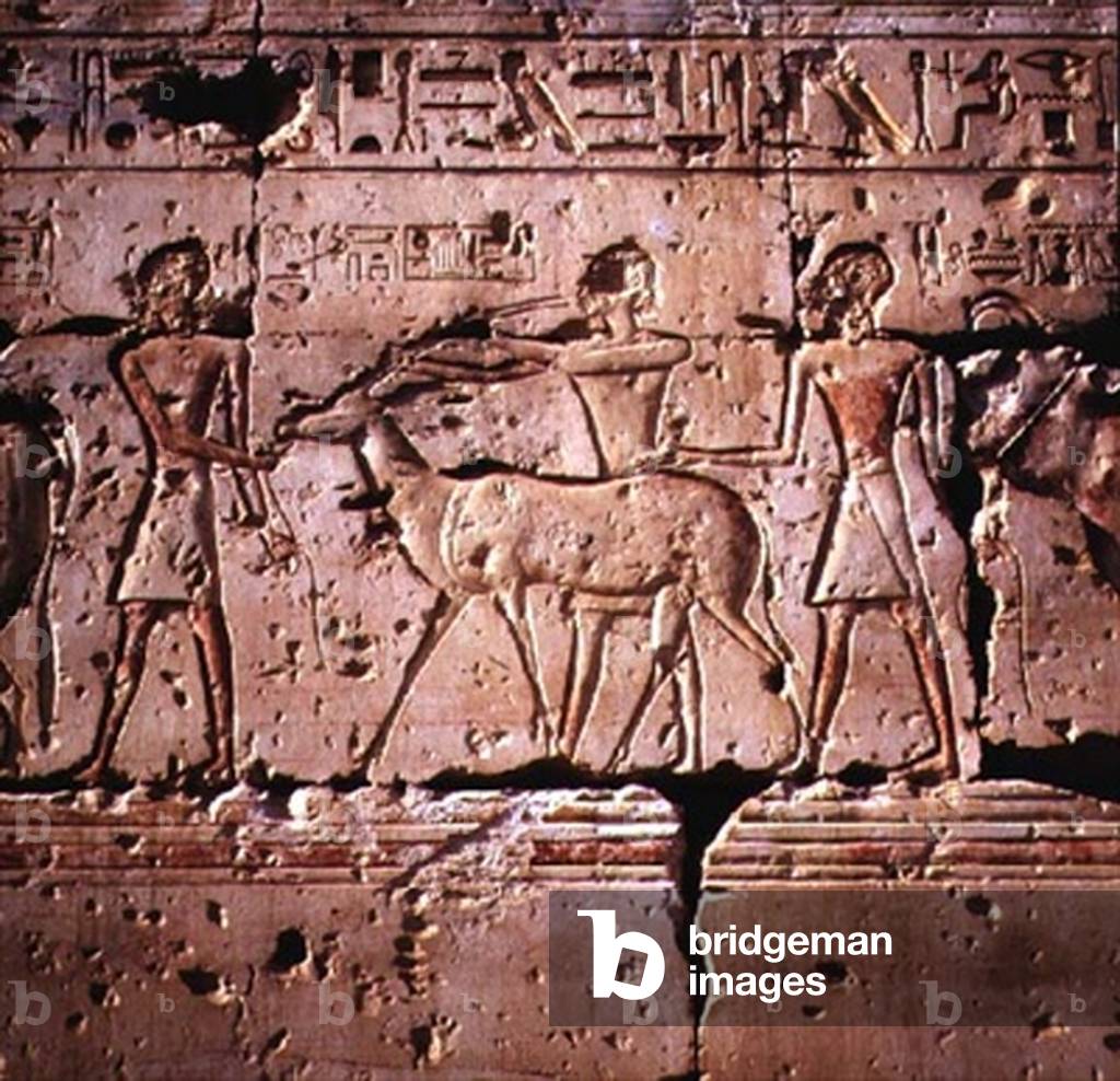 Relief depicted oryx being led in procession for sacrifice, from the Temple of Ramesses II, New Kingdom (stone)