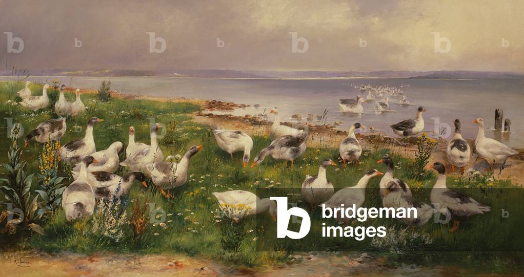 Geese