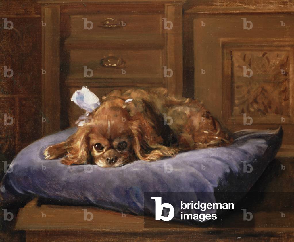 King Charles Spaniel (olio)