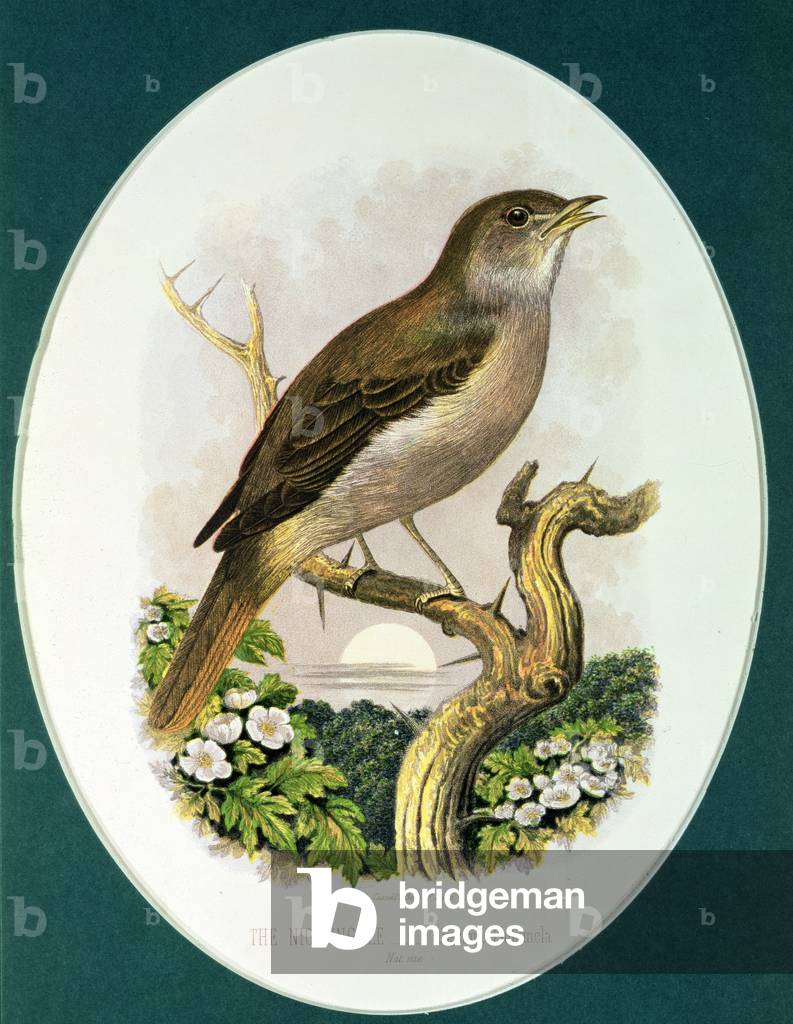 Nightingale, Plate 18, from Cassell's Book of Birds (engraving)