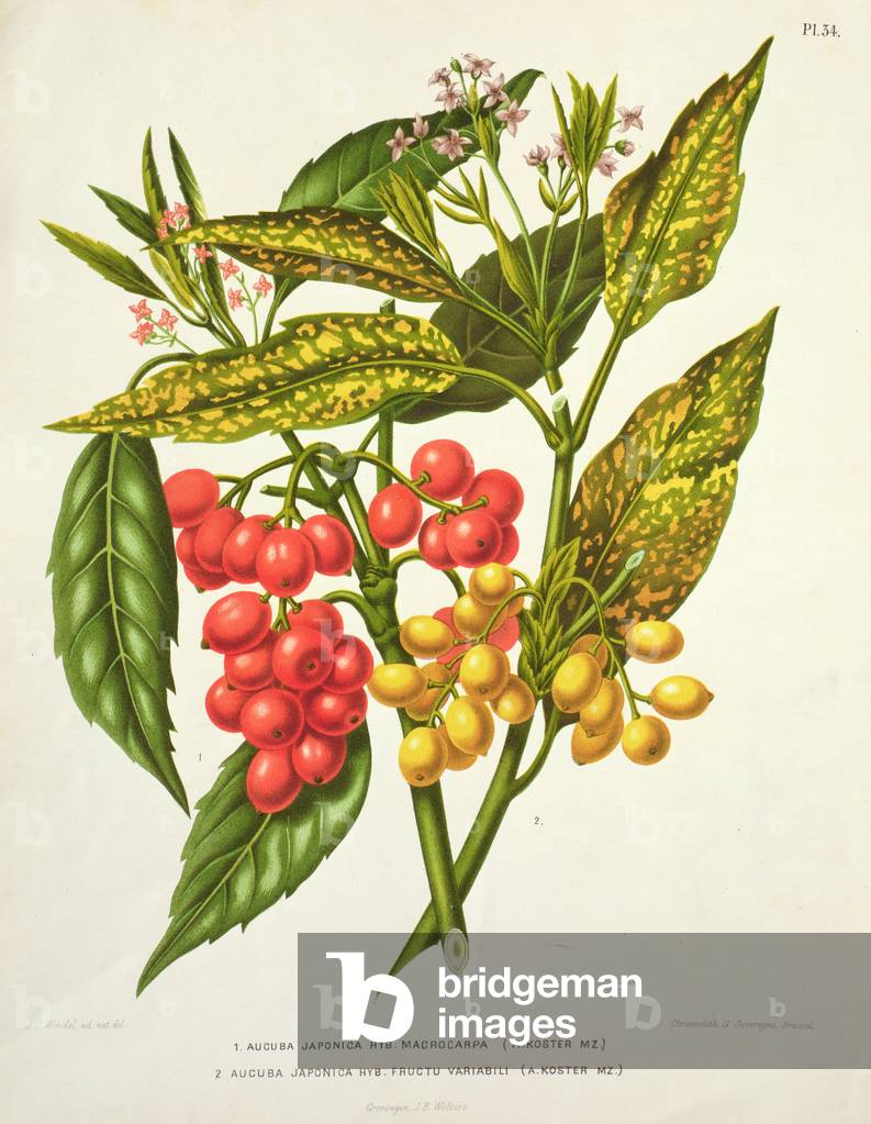 Aucuba japonica, litho by G. Severeyns, 19th century (chromolitho)