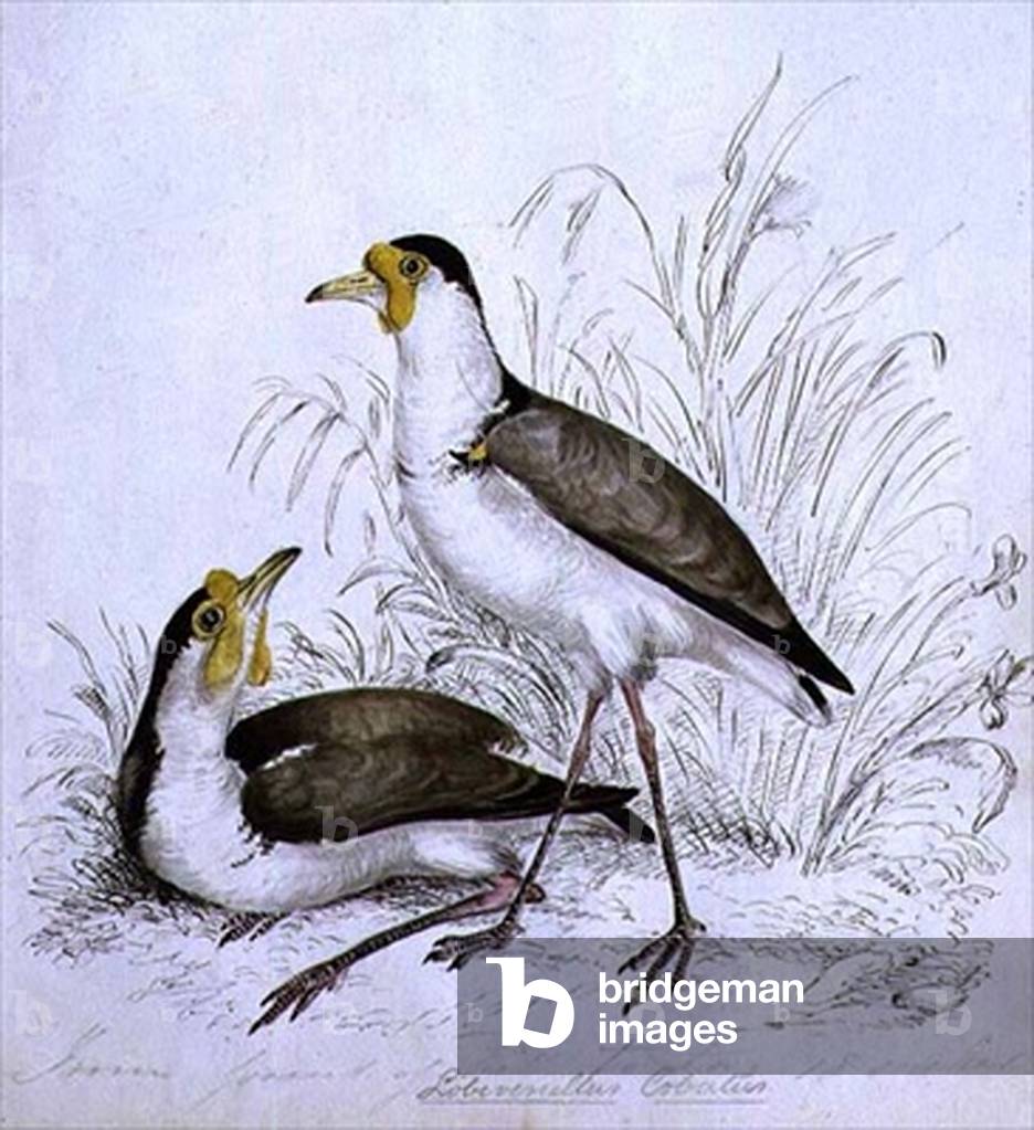 Sandpiper, 19th century