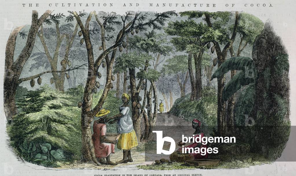 Immagine di Incisione "Piantagione di cacao nell'isola di Grenada da uno schizzo originale (incisione colorata