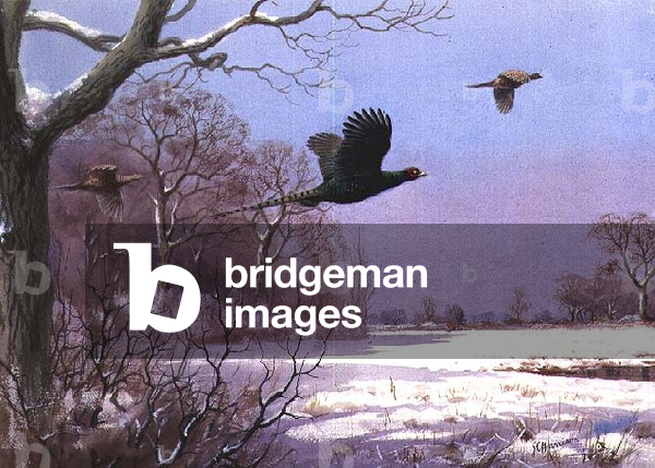 A Melanistic Cock and Hen Pheasants in the Snow