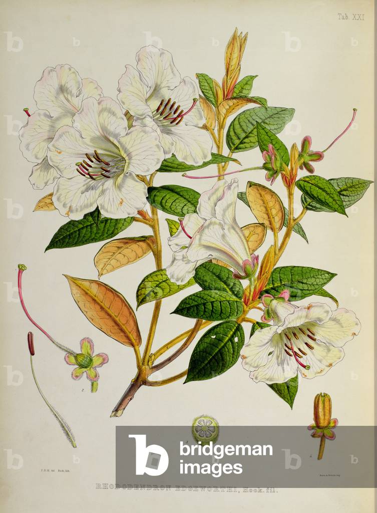 Rhododendro: Edgeworthi, litografia di Walter Hood Fitch (1817 — 92), 1849-51 (colore lito)