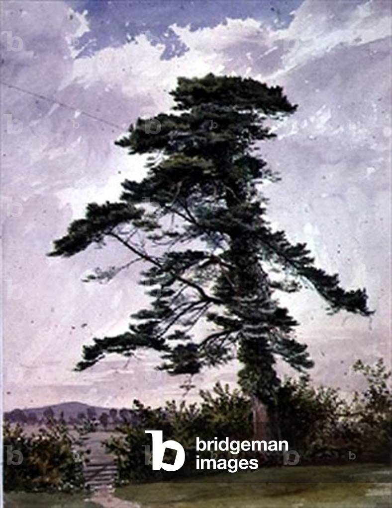 Landscape, with a Scotch Pine