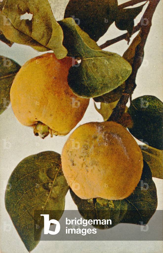 Apricots (postcard)