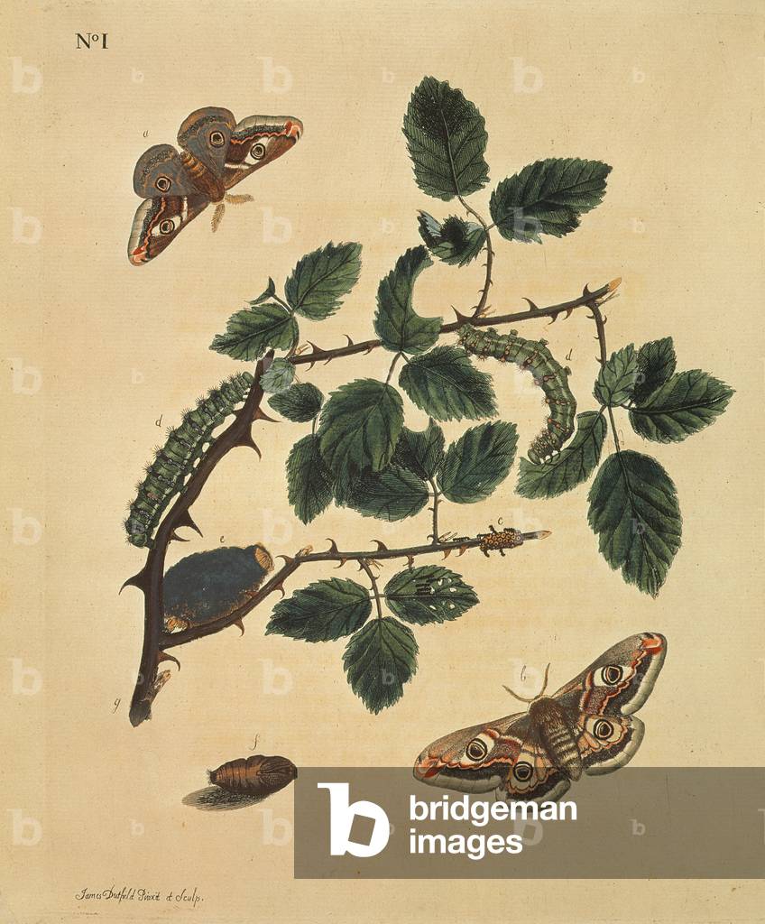 Farfalle, bruchi e piante: Piastra 1, di J.Dutfield