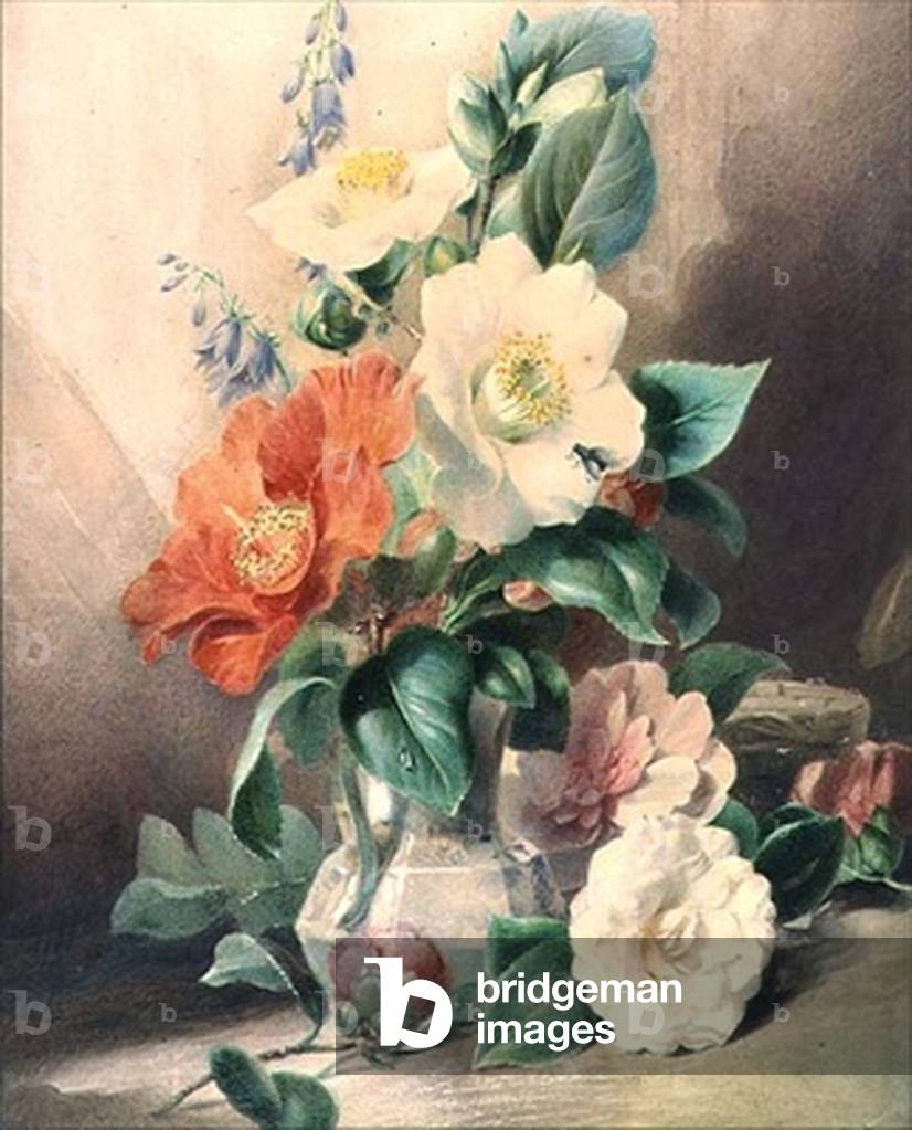 Camellias, 19th century