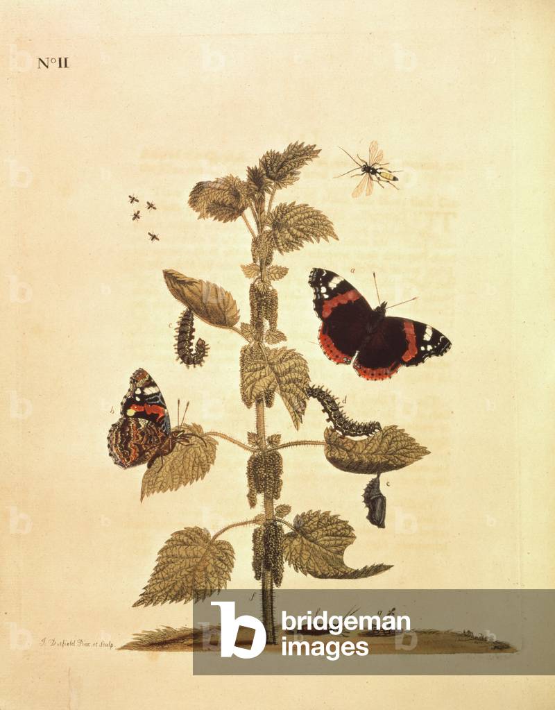 Butterflies, Caterpillars and Plants: Plate II by J.Dutfield
